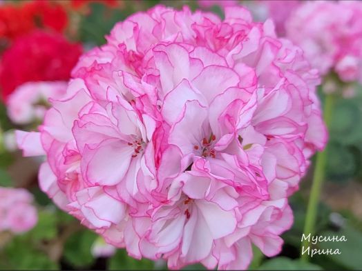 Pretty Petticoat № 0157