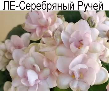 ЛЕ-Серебряный Ручей (Лебецкая)