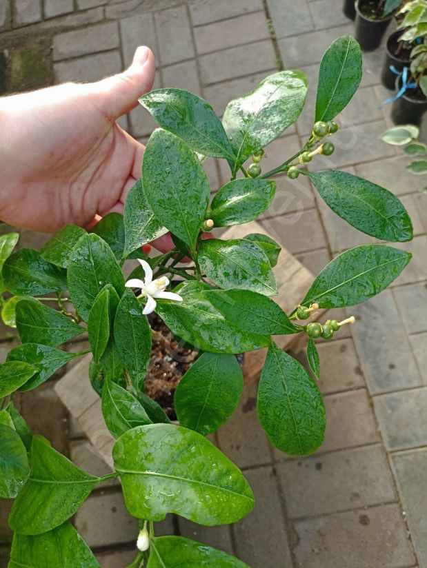 Мандарин Уншиу "Сitrus unshiu" (с плодами)