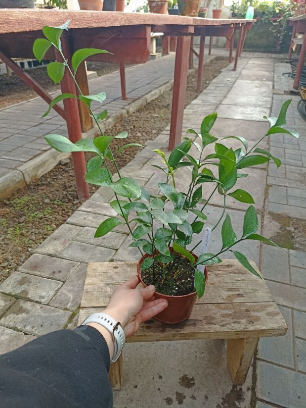 Иглица подъязычная "Рускус"