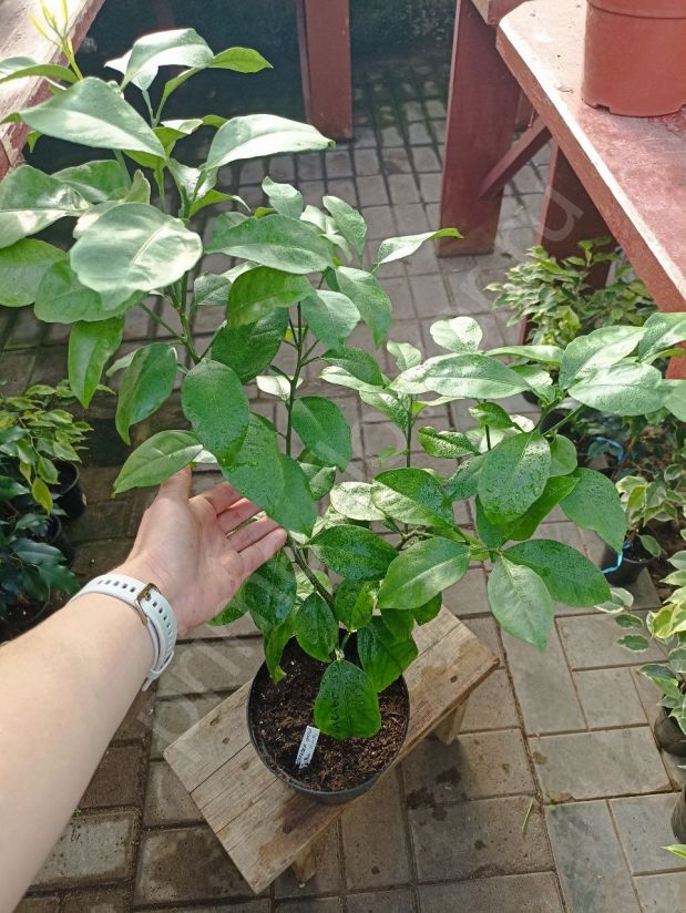 Апельсин (Привит)