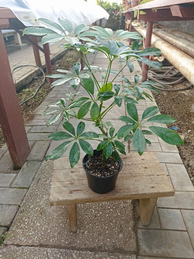 Шеффлера Луизиана