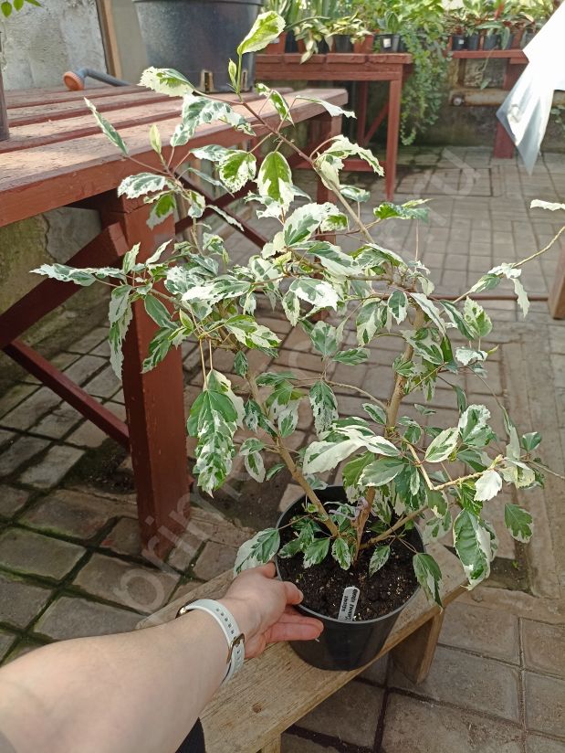 Гибискус "Снежная королева"