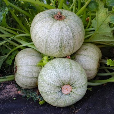 Тыква Веснушка, 50шт семян