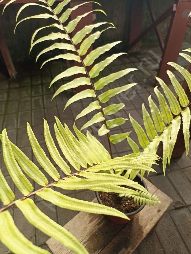 Папоротник