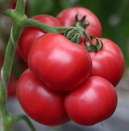 Томат детерминантный Шибик F1, 50шт семян