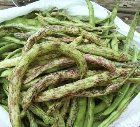 Фасоль овощная Турчанка, 25г семян