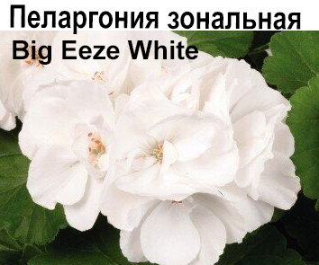 Пеларгония зональная Big Eeze White