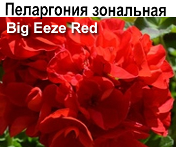 Пеларгония зональная махровая Big Eeze Red