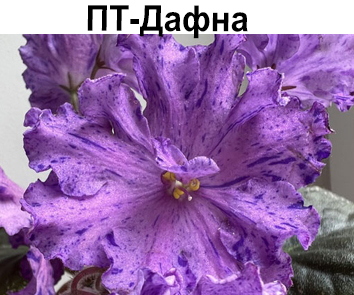 ПТ-Дафна (Пугачева)