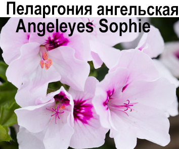 Пеларгония ангельская Angeleyes Sophie