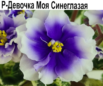 Р-Девочка Моя Синеглазая (В.Зуб)  НОВИНКА