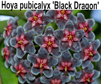 Хойя Pubicalyx Black Dragon