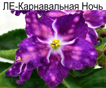 ЛЕ-Карнавальная Ночь