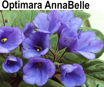 Optimara AnnaBelle