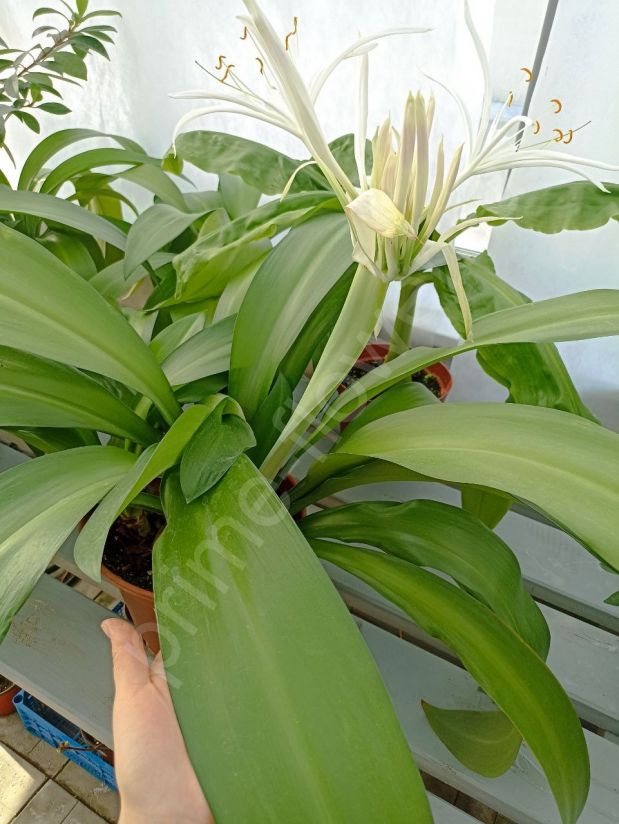 Гименокаллис (Цветущий)