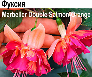 Фуксия Marbeller Double Salmon Orange амп