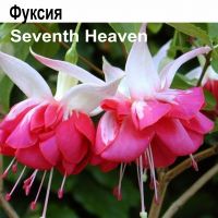 Фуксия Seventh Heaven амп