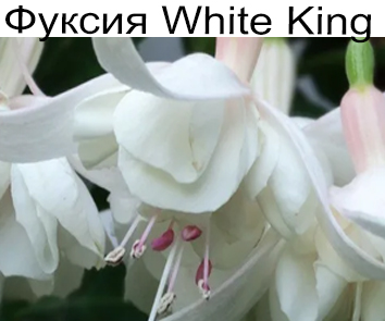 Фуксия White King куст