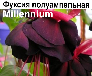 Фуксия Millenium амп