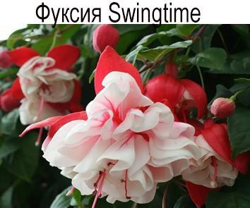 Фуксия Swingtime амп