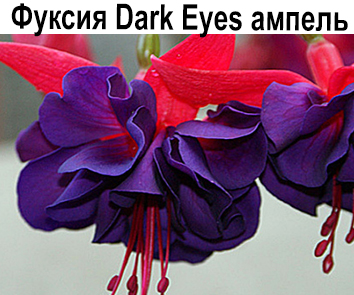 Фуксия Dark Eyes амп