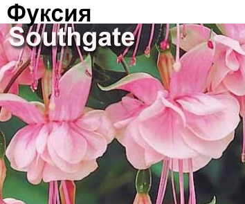 Фуксия Southgate амп