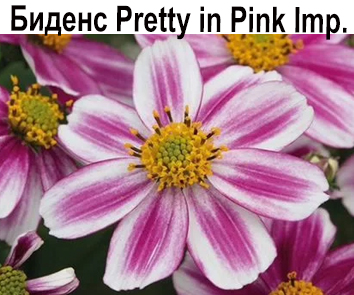 Биденс Pretty in Pink Imp