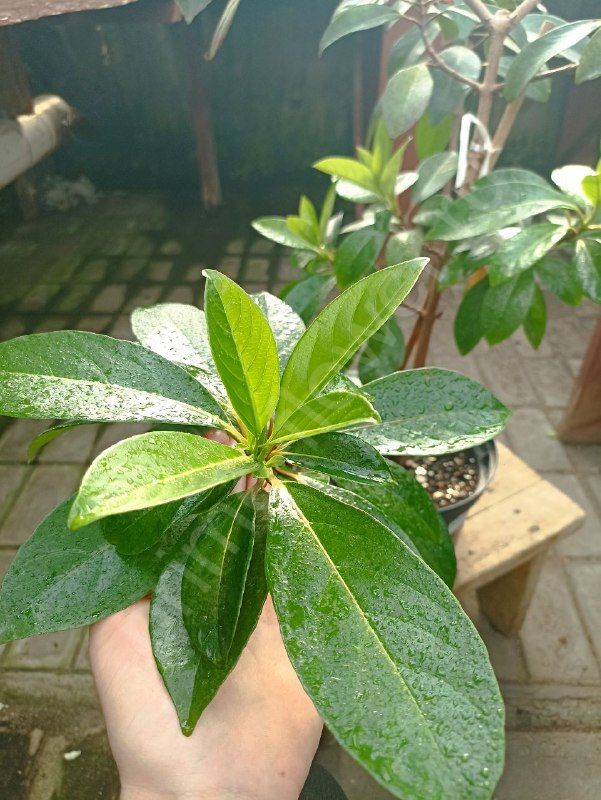 Калина (Комнатное дерево)