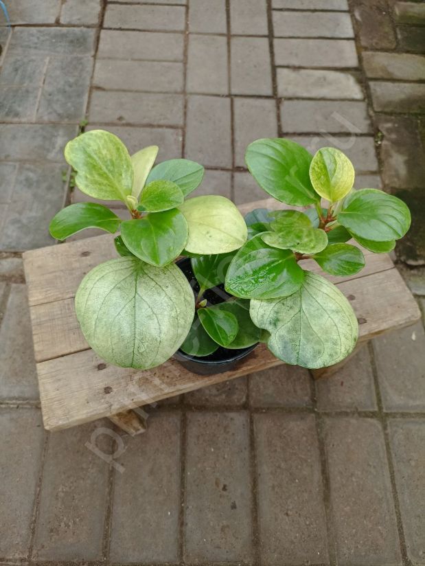 Пеперомия Туполистная вариегатная