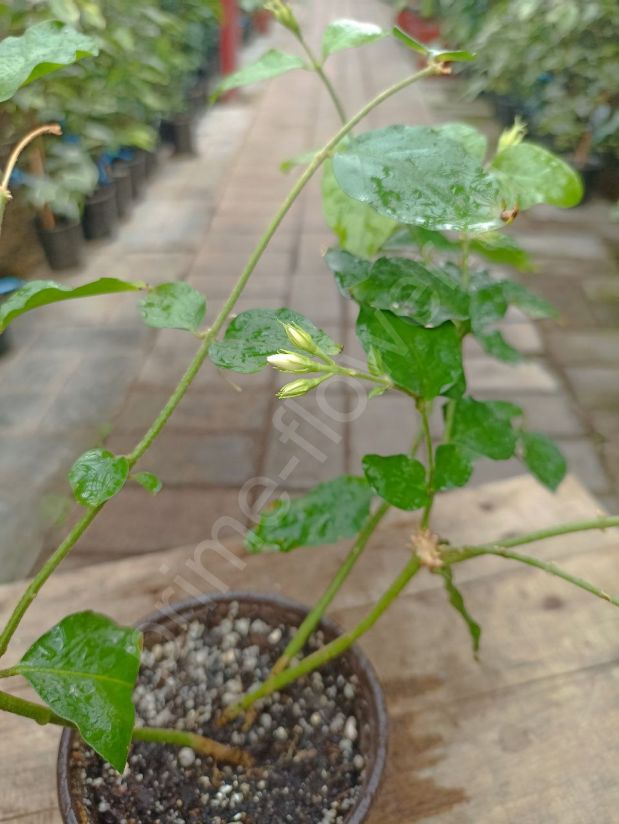 Жасмин Самбак