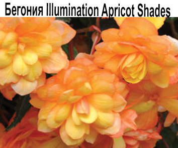 Бегония ампельная Illumination Apricot Shades