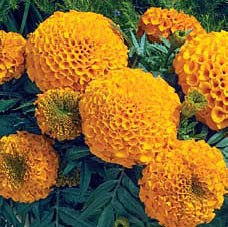 Бархатцы прямостоячие (Tagetes erecta) Antigua Orange, 100 семян