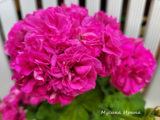 Lara Harmony № 1704