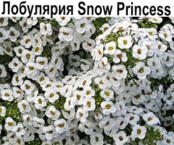 Лобулярия (Алиссум) Snow Princess ампельная (вегетативное размножение)