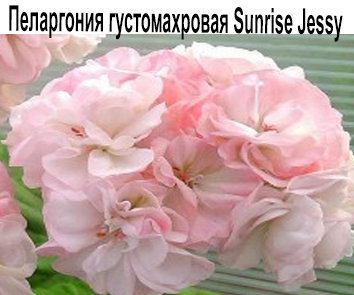 Пеларгония густомахровая Sunrise Jessy