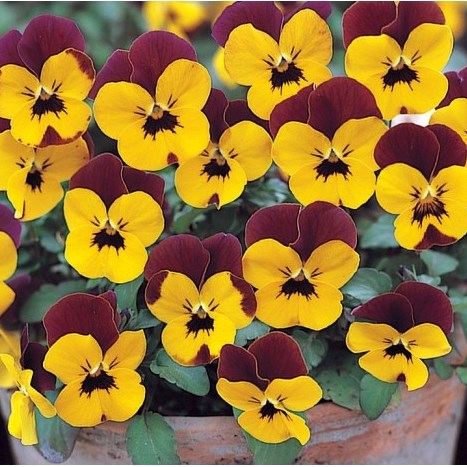 Виола рогатая (Viola cornuta) Floral Power Orange Red Wing, 100 семян