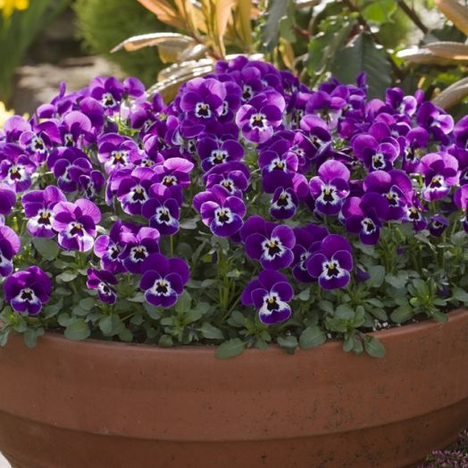 Виола рогатая (Viola cornuta) Floral Power Purple Face, 100 семян