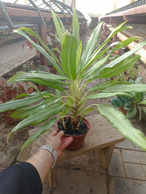 Аглаонема Вайт Лэнс (WHITE LANCE)