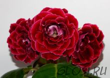 ЕН-Взвейтесь Кострами (сел.Е.Николаева) Новинка 2024!