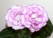 ЕН-Седовласый Ангел (сел.Е.Николаева) Новинка 2024!