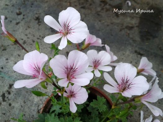 P. grandiflorum № 2108