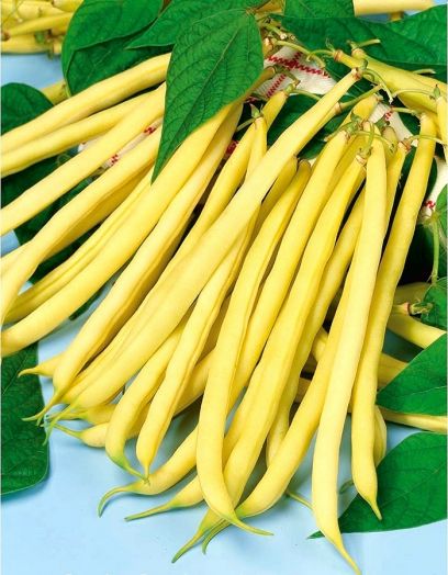 Фасоль овощная Герда, 25г семян