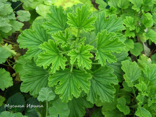 Orange Fizz № 1835