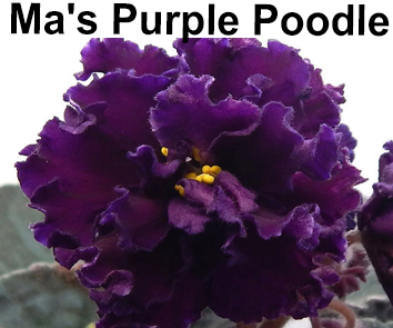 Ma"s Purple Poodle