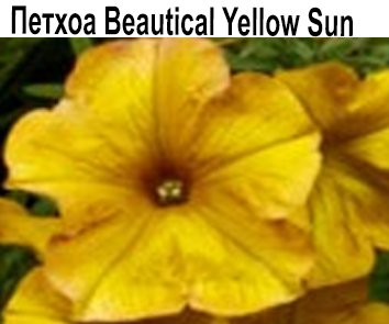Петхоа Beautical Yellow Sun