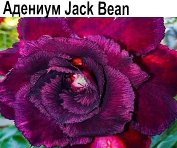 Адениум  Jack Bean