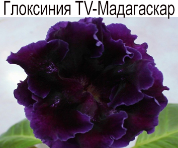 Глоксиния TV-Мадагаскар