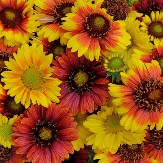 Гайллардия крупноцветковая (Gaillardia grandiflora) Mesa Mix, 50 семян