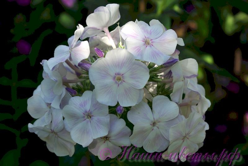Флокс 'Мечта' / Phlox 'Mechta'